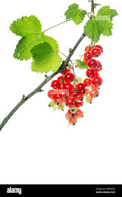 Attēlu rezultāti vaicājumam “Ribes rubrum fruit”