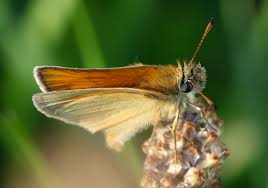 Attēlu rezultāti vaicājumam “Thymelicus lineola underside”