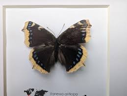 Attēlu rezultāti vaicājumam “Nymphalis antiopa underside”