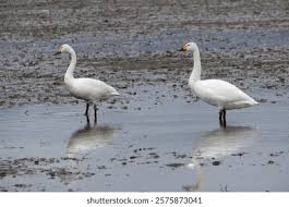 Attēlu rezultāti vaicājumam “Cygnus columbianus”