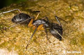 Attēlu rezultāti vaicājumam “Formicidae”