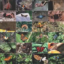 Attēlu rezultāti vaicājumam “Lycaeniinae”