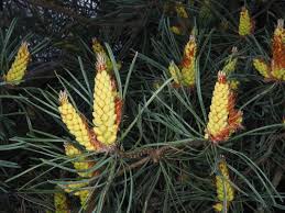 Attēlu rezultāti vaicājumam “Pinus sylvestris fruit”
