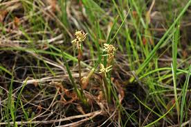 Attēlu rezultāti vaicājumam “Scheuchzeriaceae”