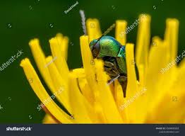 Attēlu rezultāti vaicājumam “Cryptocephalus aureolus, Cryptocephalus sericeus”