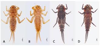 Attēlu rezultāti vaicājumam “Ephemeroptera larvae”