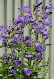 Image result for Campanula moesiaca
