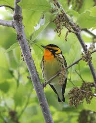 Image result for Dendroica fusca