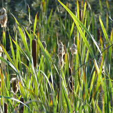 Attēlu rezultāti vaicājumam “Typha latifolia fruit”
