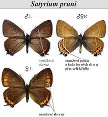 Attēlu rezultāti vaicājumam “Satyrium pruni”