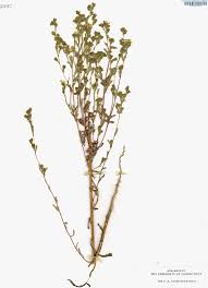 Attēlu rezultāti vaicājumam “Diderma roanense stalked”