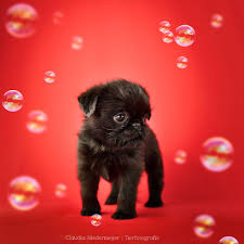 Image result for brüsseler giffon