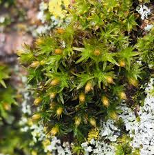 Attēlu rezultāti vaicājumam “Orthotrichum affine var. affine”