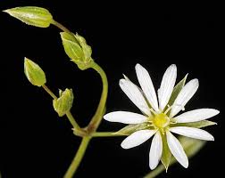 Attēlu rezultāti vaicājumam “Stellaria graminea flower”