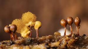 Attēlu rezultāti vaicājumam “Hemitrichia chrysospora spores”