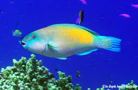 Image result for Chlorurus sordidus