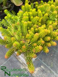 Attēlu rezultāti vaicājumam “Sedum rupestre”