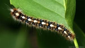 Attēlu rezultāti vaicājumam “Lasiocampa quercus imago”