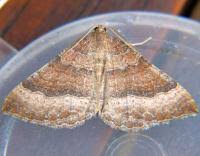 Attēlu rezultāti vaicājumam “Larentia clavaria”