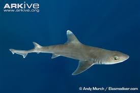 Image result for Mustelus palumbes