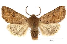 Attēlu rezultāti vaicājumam “Orthosia cruda”