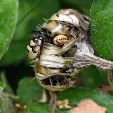 Attēlu rezultāti vaicājumam “Tritomegas bicolor nymph”