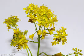 Image result for Isatis tinctoria