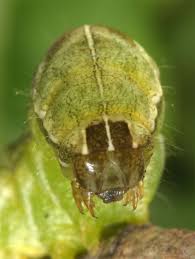 Attēlu rezultāti vaicājumam “Melanchra persicariae”