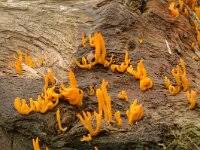 Attēlu rezultāti vaicājumam “Calocera glossoides”