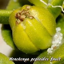 Attēlu rezultāti vaicājumam “Honckenya peploides fruit”