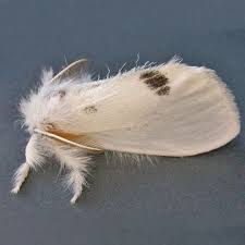 Attēlu rezultāti vaicājumam “Euproctis similis”