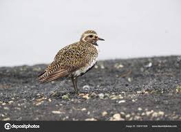 Attēlu rezultāti vaicājumam “Pluvialis apricaria”