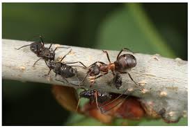 Attēlu rezultāti vaicājumam “Formica rufa pupa”