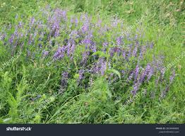 Attēlu rezultāti vaicājumam “Vicia tenuifolia”