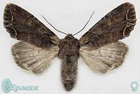 Attēlu rezultāti vaicājumam “Lacanobia suasa”