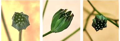 Attēlu rezultāti vaicājumam “Lapsana communis bud”