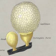 Attēlu rezultāti vaicājumam “myxomicetes”