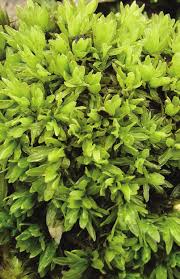 Attēlu rezultāti vaicājumam “Encalypta streptocarpa”