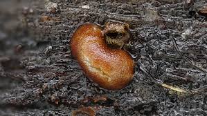 Attēlu rezultāti vaicājumam “Licea testudinacea macro”