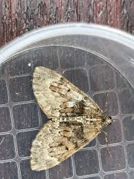 Attēlu rezultāti vaicājumam “Thera variata”