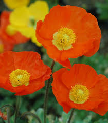 Image result for Papaver nudicaule