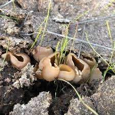 Attēlu rezultāti vaicājumam “Peziza vesiculosa”