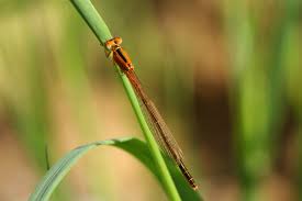 Attēlu rezultāti vaicājumam “Ischnura pumilio”