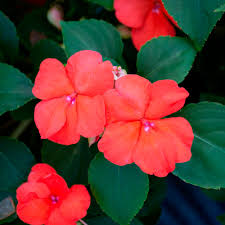 Image result for Impatiens walleriana