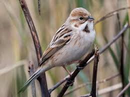 Image result for Emberiza pallasi