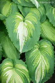 Image result for Hosta Warpaint