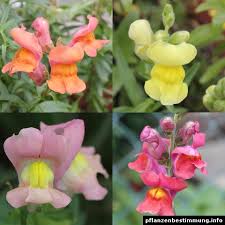 Attēlu rezultāti vaicājumam “Antirrhinum majus”