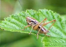 Attēlu rezultāti vaicājumam “Metrioptera roeselii”