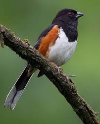 Image result for Pipilo erythrophthalmus