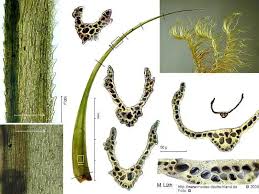 Attēlu rezultāti vaicājumam “Dicranum majus”